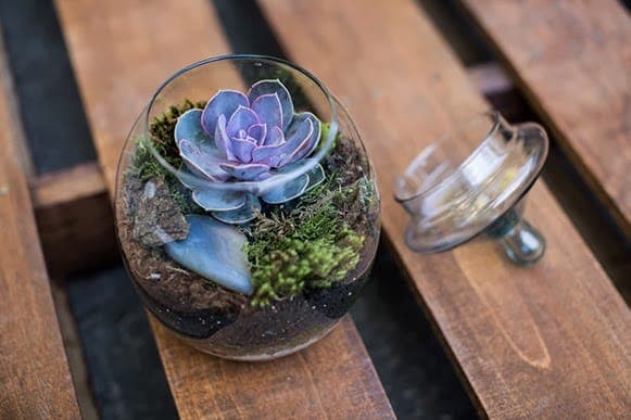 Decore seu imóvel com plantas estilosas e fáceis de cuidar.